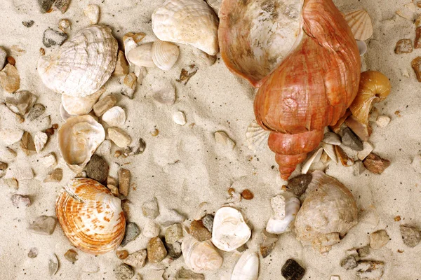 Sea Shells on sand — Stock Photo, Image