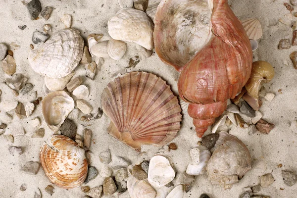 Sea Shells in sand — Stock Photo, Image