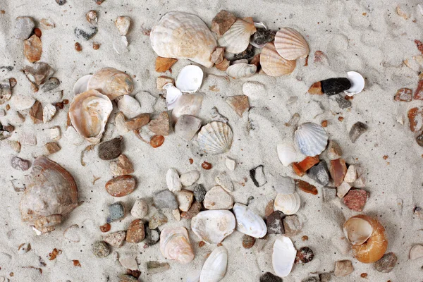 Sea Shells and stones in sand — Stock Photo, Image