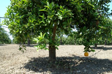 Mature oranges on tree clipart