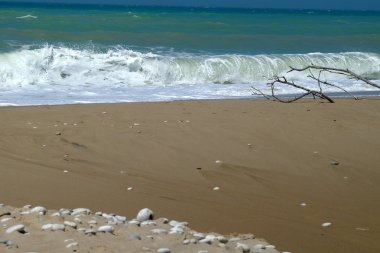 Driftwood asand Beach