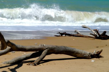 Driftwood asand Beach