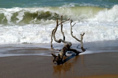 Driftwood asand Beach