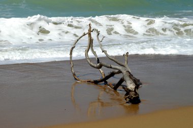 Driftwood asand Beach