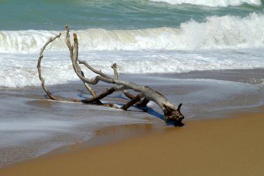 Driftwood asand Beach