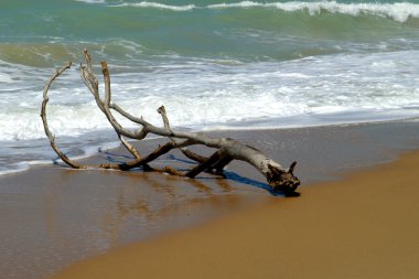 Driftwood asand Beach