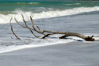 Driftwood asand Beach