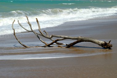 Driftwood asand Beach