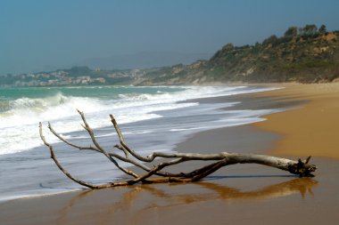 Driftwood asand Beach