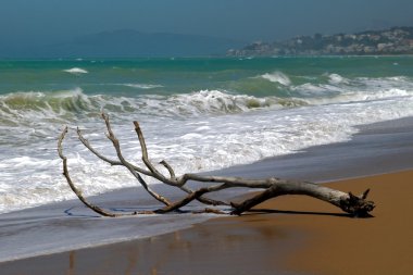 Driftwood asand Beach