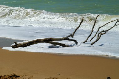 Driftwood asand Beach