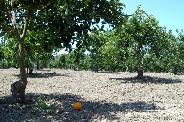 成熟的橘子树上 — 图库照片