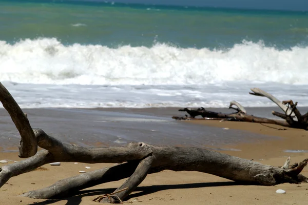 Madera a la deriva en una playa de arena — Foto de Stock
