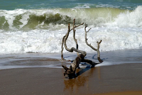 Driftwood asand Beach — Stok fotoğraf