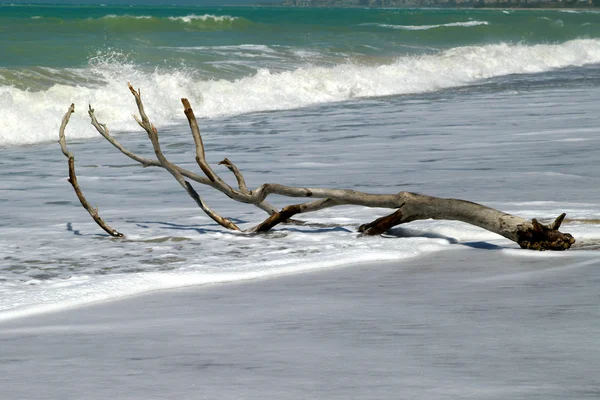 Driftwood on asand beach — Stock Photo, Image