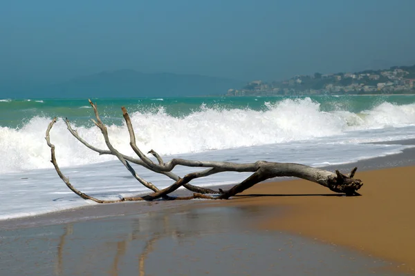 Driftwood asand Beach — Stok fotoğraf