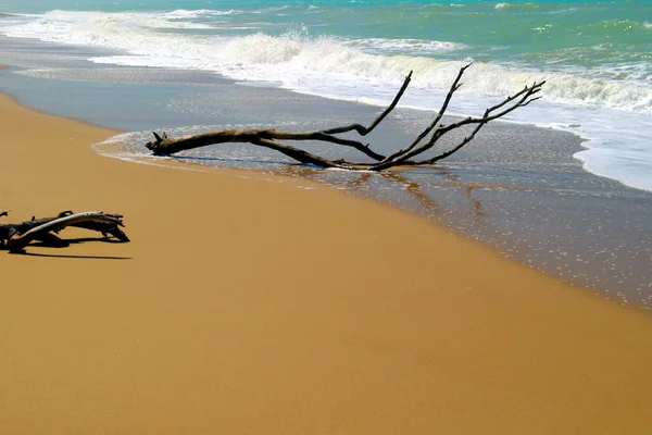 Дрифтвуд на узбережжі пляжу — стокове фото