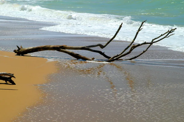 Дрифт на песчаном пляже — стоковое фото