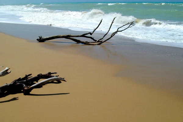 Madera a la deriva en una playa de arena — Foto de Stock