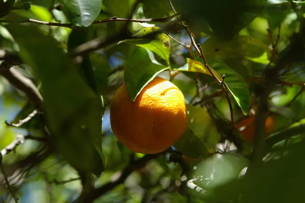 Ώριμα πορτοκάλια σε δέντρο — Φωτογραφία Αρχείου