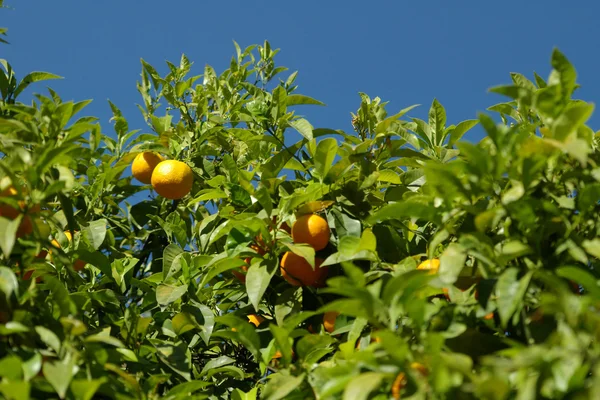 Ώριμο πορτοκάλι σε δέντρο — Φωτογραφία Αρχείου