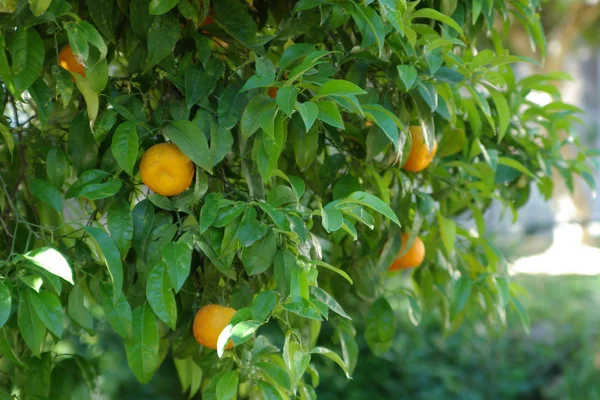 Naranjas maduras en el árbol — Foto de Stock