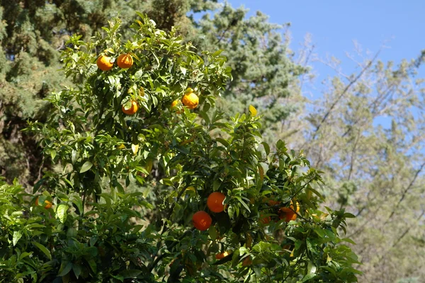 Зрелые апельсины на дереве — стоковое фото