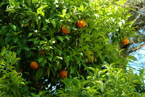 Mature oranges on tree — Stock Photo, Image