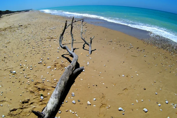 Дрифт на песчаном пляже — стоковое фото