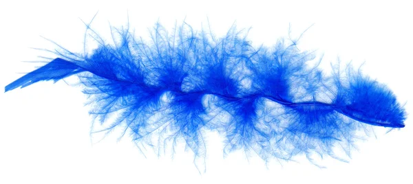 Modré peří izolovaných na bílém — Stock fotografie