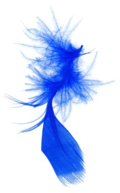 Blue feather isolated on white clipart