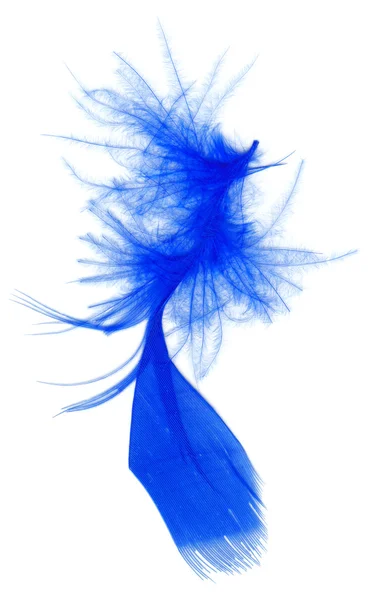 孤立在白色的蓝色羽毛 — 图库照片