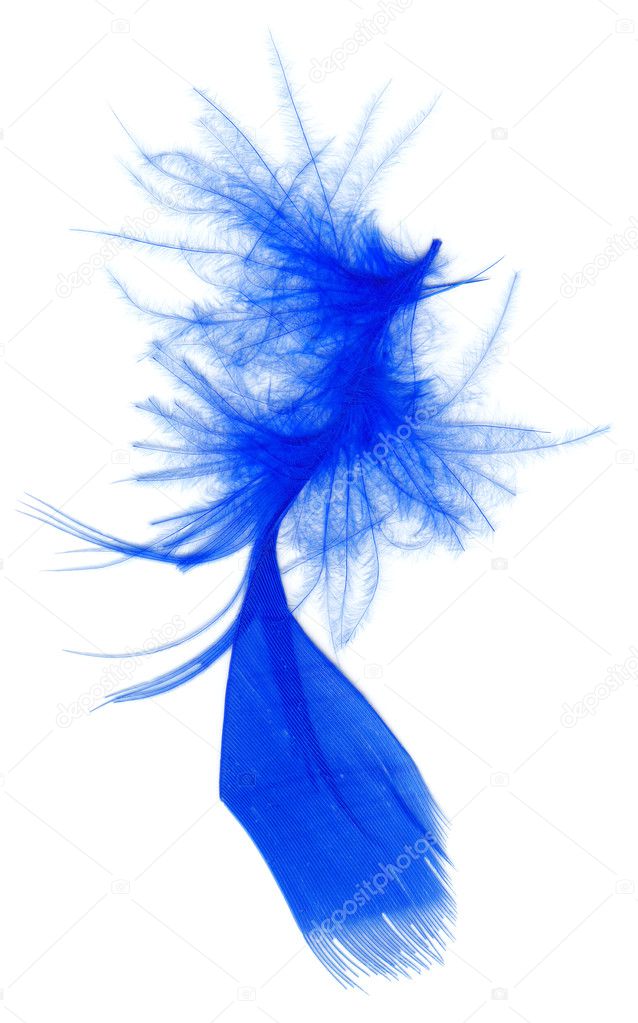 Blue feather isolated on white