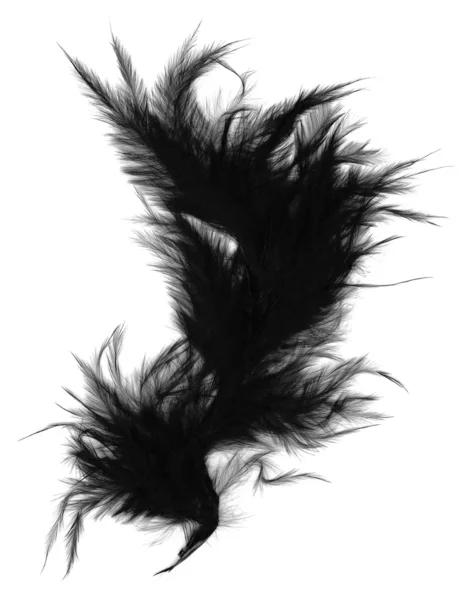 Czarne pióro na białym tle — Zdjęcie stockowe