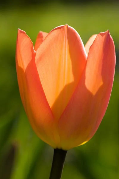 stock image Tulip.