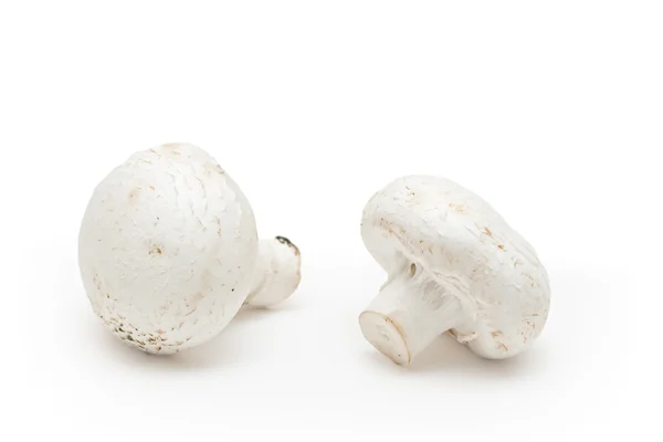 Funghi di campo bianchi — Foto Stock