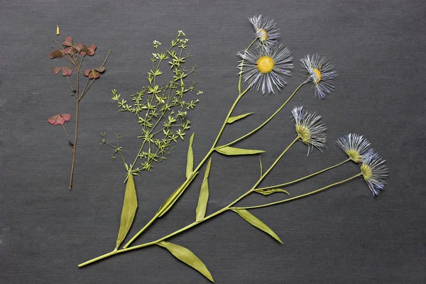Herbarium. — Stock Photo, Image