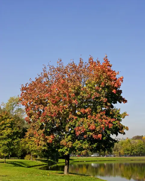 stock image Maple