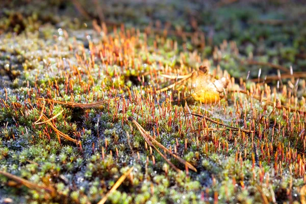Moss, hoarfrost. — Stock Photo, Image