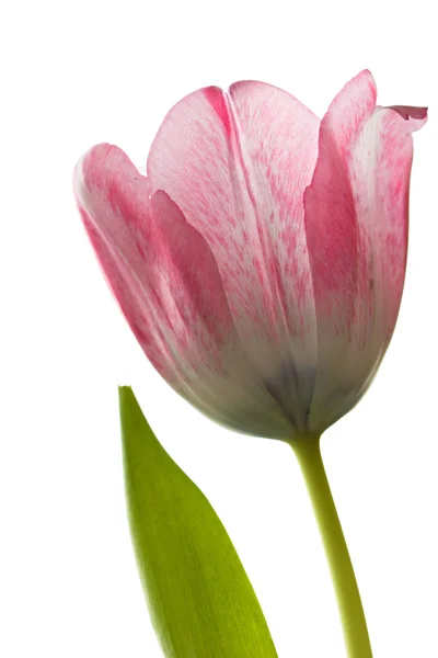 Tulipán rosa . —  Fotos de Stock