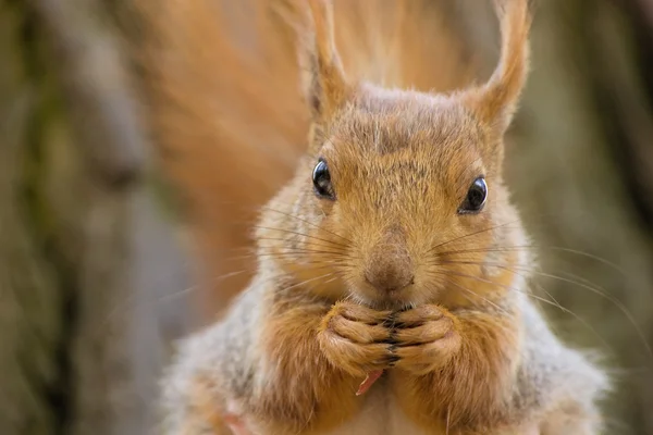 stock image Squirrel.