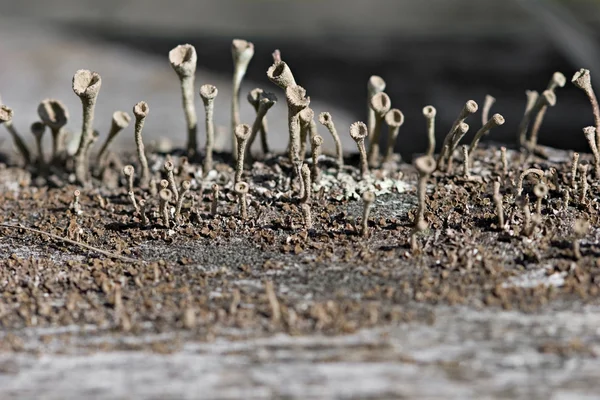 Grey inedible mushrooms. — Stock Photo, Image