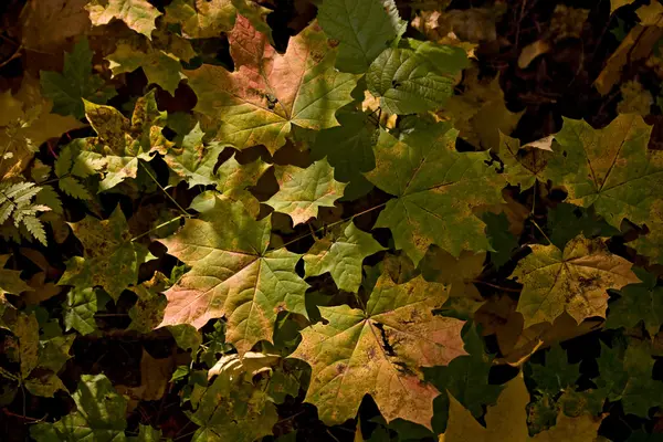 stock image Maple young growth