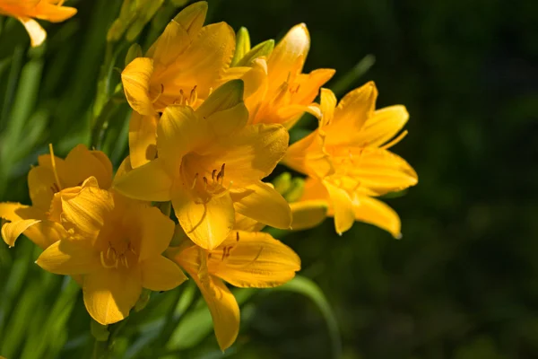 stock image Yellow lilies in a garden