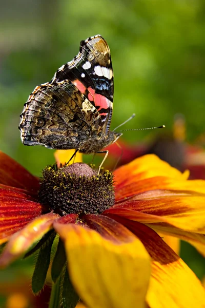 stock image Butterfly in a flower.