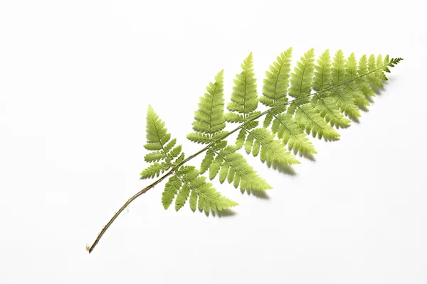 The dried fern — Stock Photo, Image