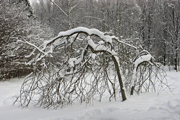 Снежное дерево . — стоковое фото