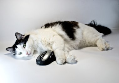 Cat and computer mouse clipart