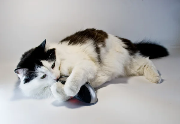 stock image Cat and computer mouse