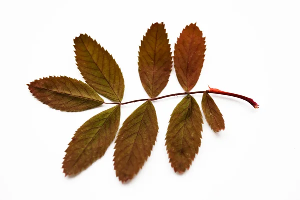 stock image Leaf